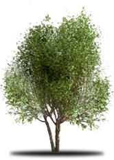 Tree with green leaves and brown trunk, casting a shadow.