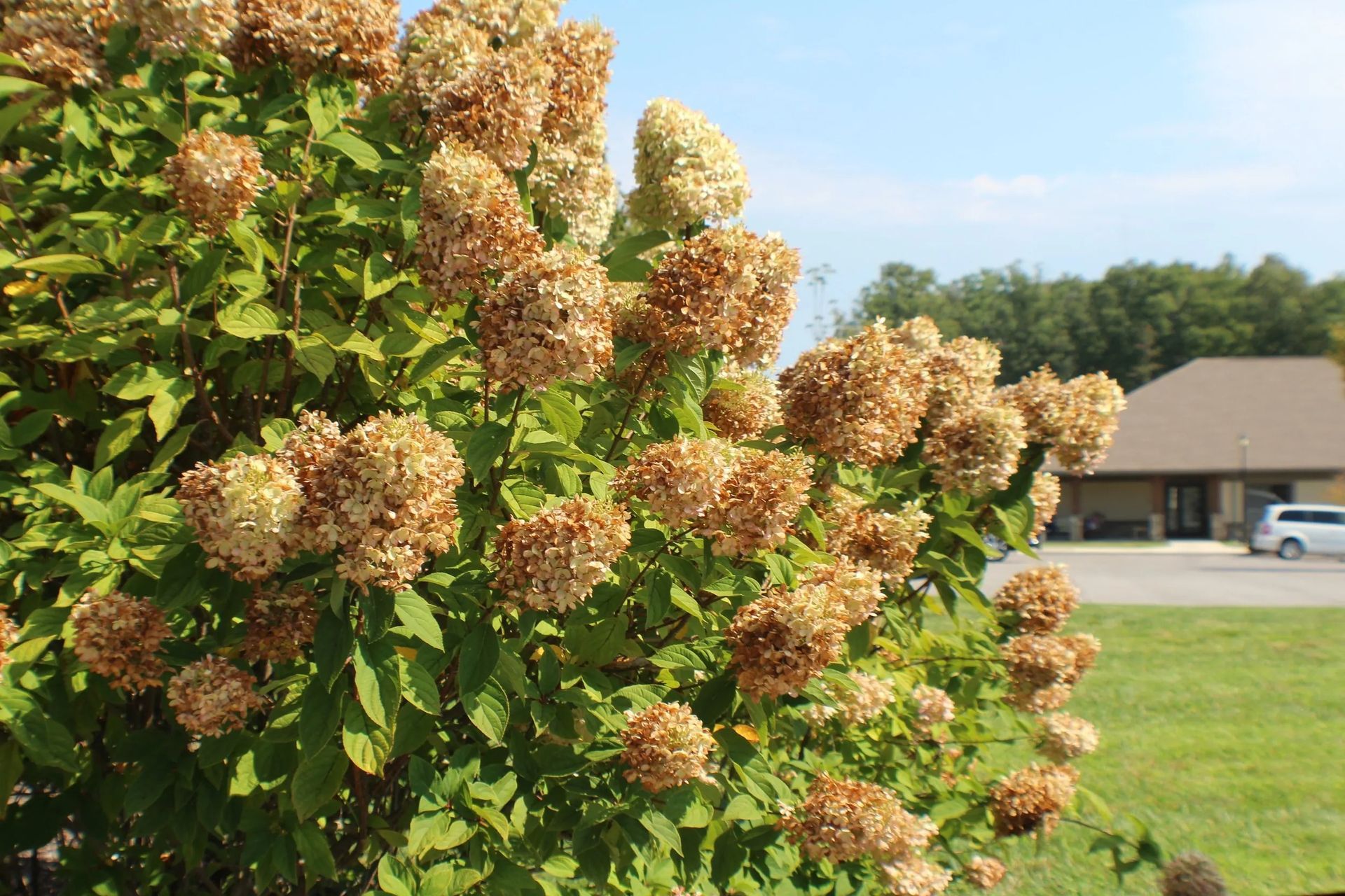 Bush with dried, tan hydrangea flower heads; green leaves. Building and lawn in the background. Sunny day.