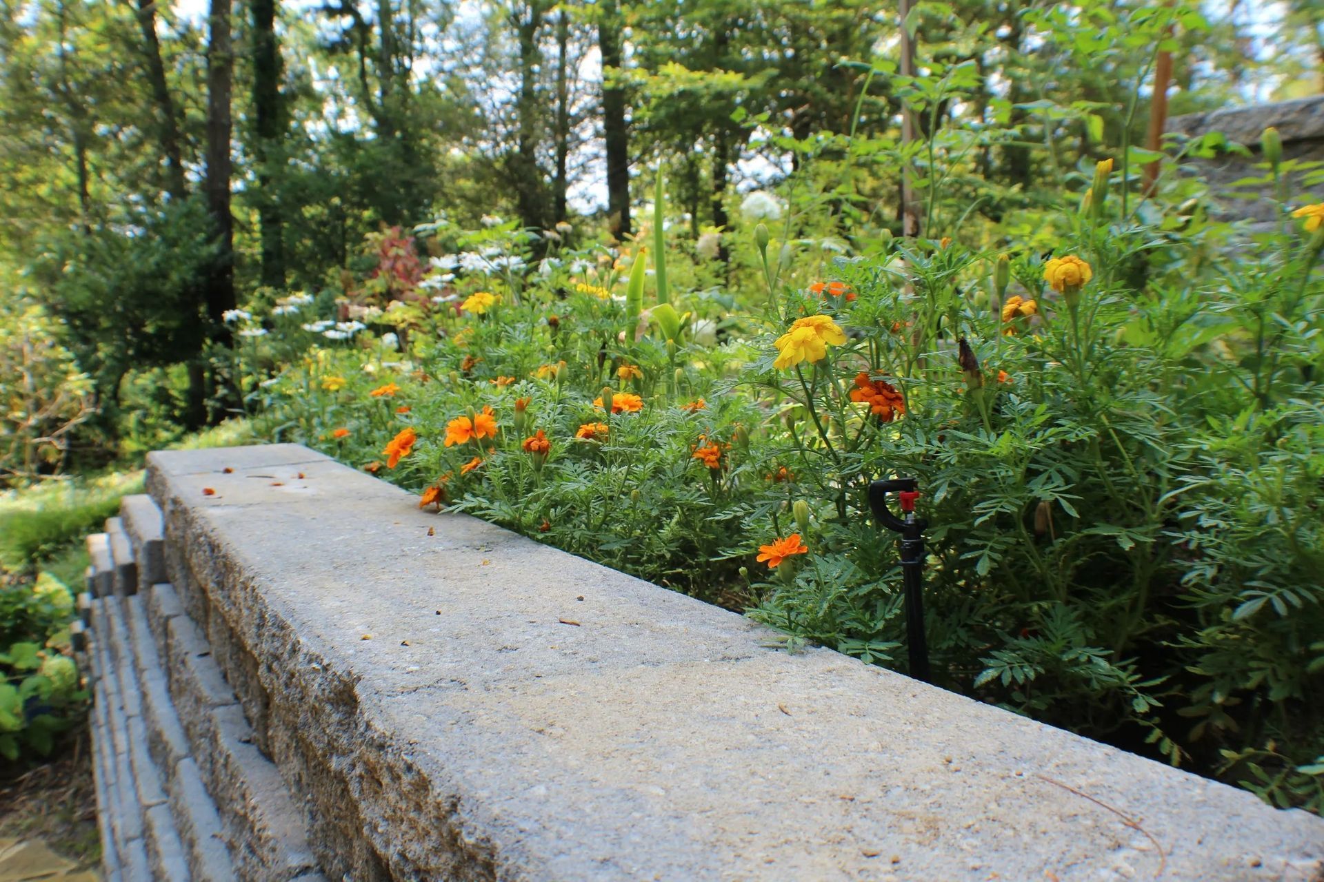 Stone wall in front of a garden of orange and yellow flowers with trees in the background.