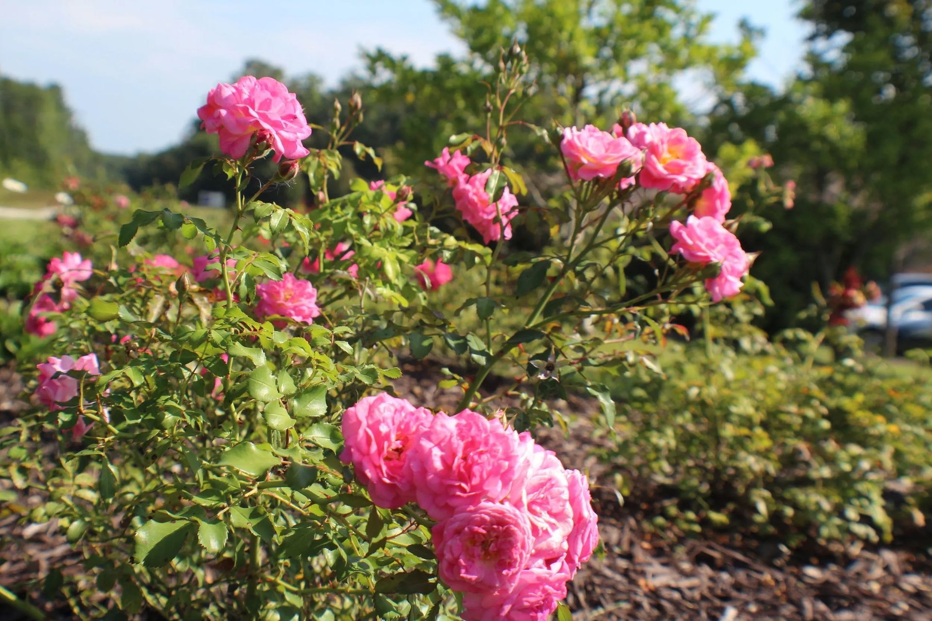 Pink roses blooming in a garden with green foliage and trees in the background.