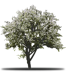 Blossoming tree with white flowers, green leaves, and dark trunk, casting a shadow.