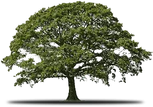 Green oak tree with dense foliage, dark trunk, and slight shadow.