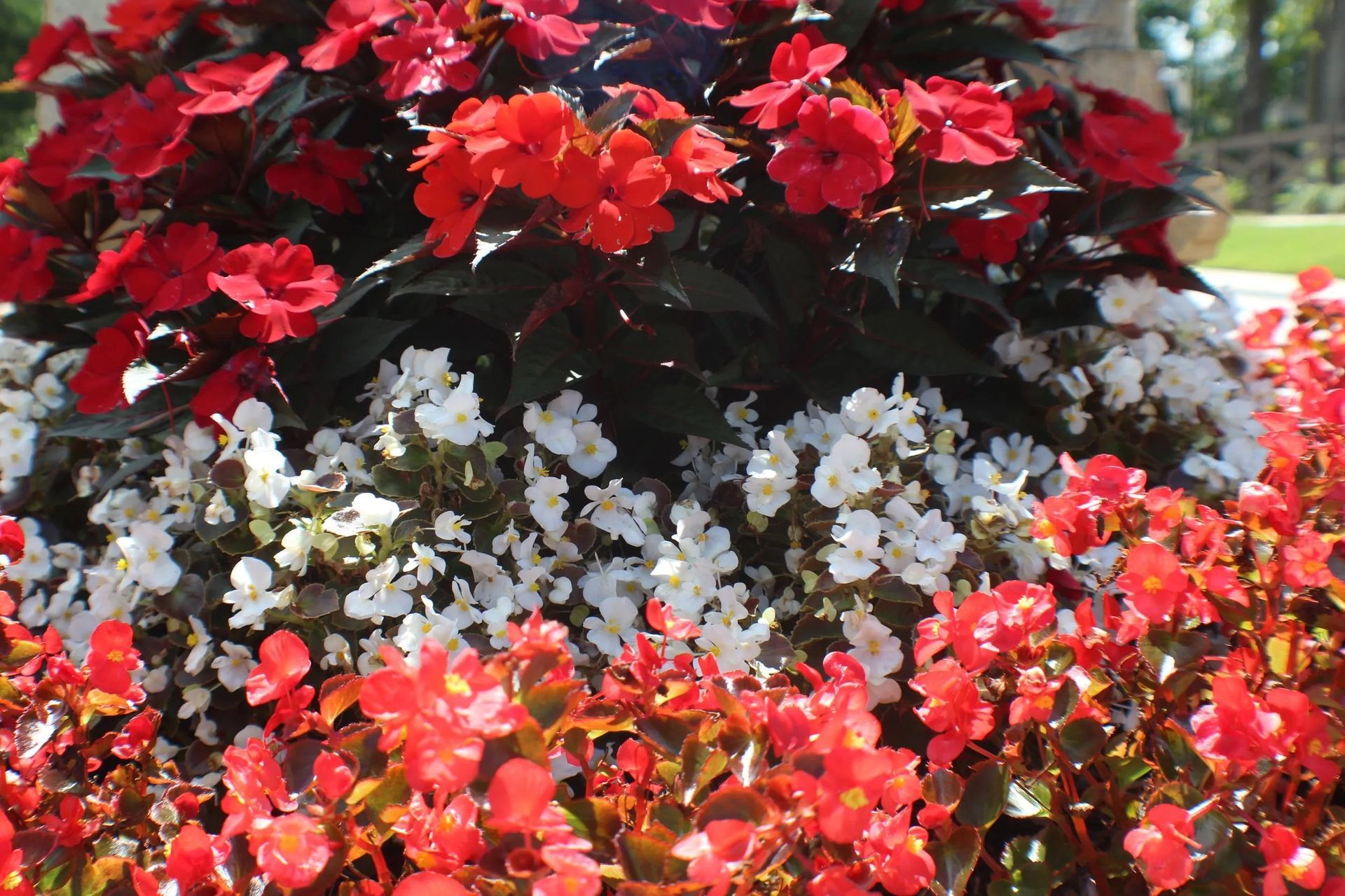 Red and white flowers blooming in a tiered arrangement, with dark green foliage.