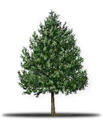 Green tree with brown trunk, casting a shadow on a white background.