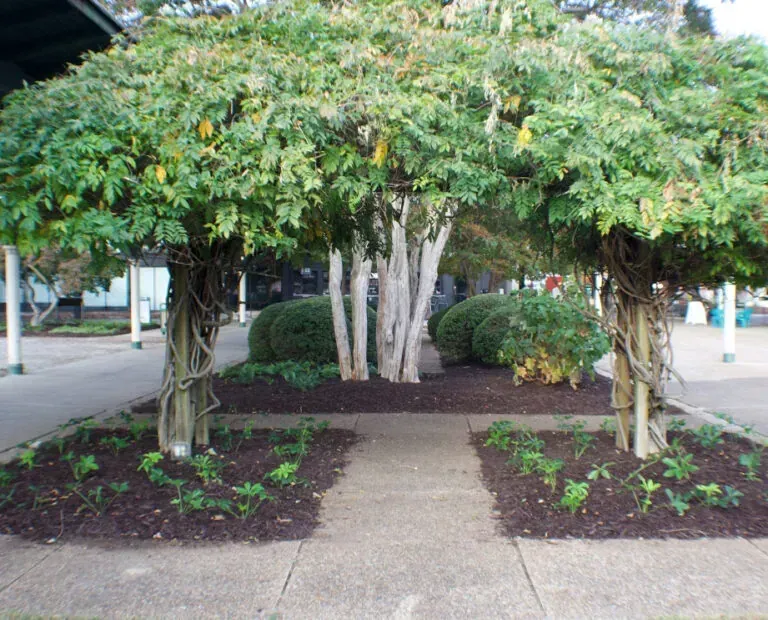 Trees with leafy canopies arching over a paved walkway, with green bushes and mulch beds.