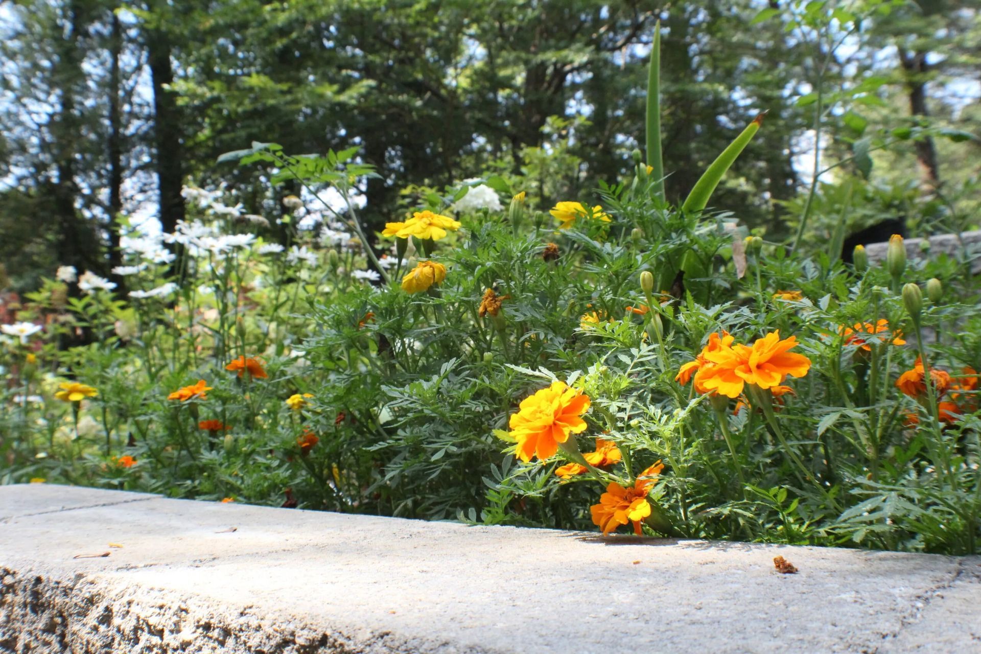 Yellow and orange marigold flowers in bloom along a concrete ledge, with a blurred forest background.