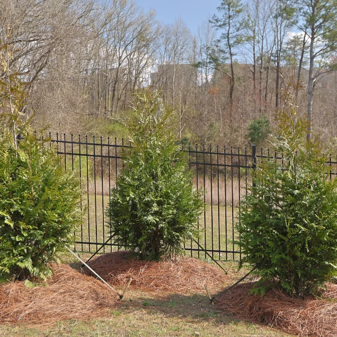 Three green arborvitae trees in front of a black metal fence with a brown mulch bed.