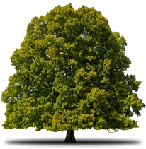 Green leafy tree with a brown trunk and shadow against a white background.