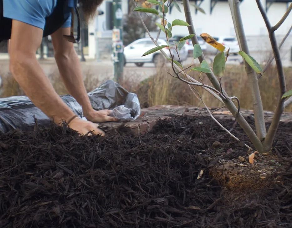 Person mulching around a tree in an outdoor setting; dark mulch, hands visible, black plastic bag.