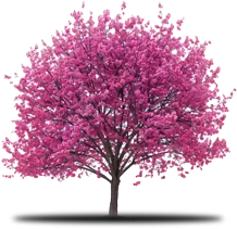 Pink flowering tree with brown trunk, white background.