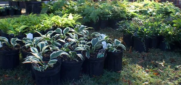 A person tending potted plants in a garden setting, with a brick building in the background.