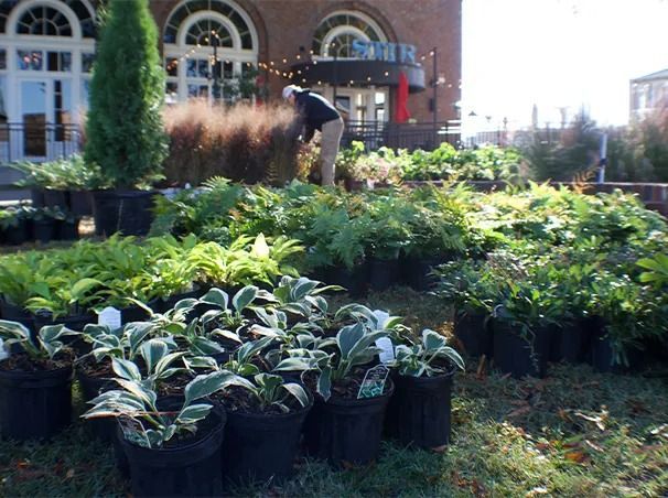 Person tending plants in black pots, outside a brick building with arched windows.