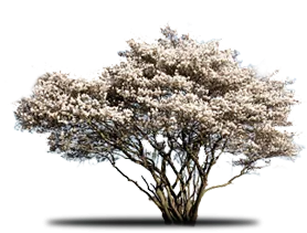 Tree with abundant white blossoms.