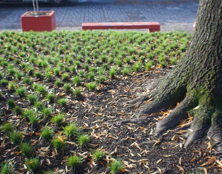 Tree trunk with exposed roots, green ground cover, fallen leaves, and red benches in an outdoor setting.
