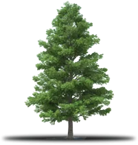 Green evergreen tree with a brown trunk, casting a shadow on a white background.