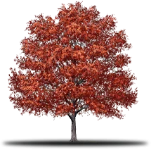 Tree with red-orange leaves against a white background; fall foliage.