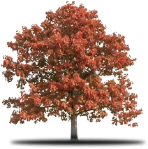Tree with red and orange leaves in autumn.