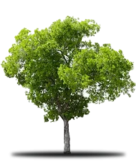 Tree with green leaves and a gray trunk against a white background; shadow below.