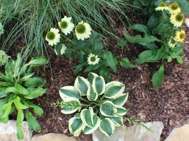 Variegated and green garden plants with white flowers in a mulched flower bed