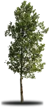 A tall tree with green leaves and a gray trunk against a white background with a shadow.