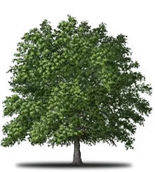 Green oak tree with dense foliage and a single trunk.