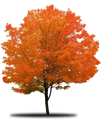 Tree with vibrant orange leaves, set against a white background.