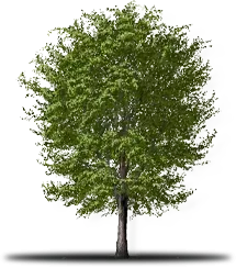 Green leafy tree with a brown trunk, casting a shadow on a white background.