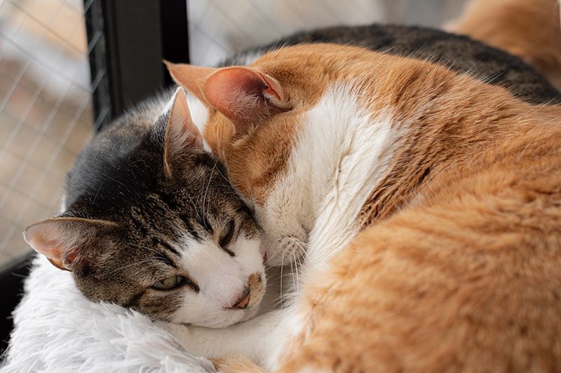 Two cats are sleeping next to each other on a bed.