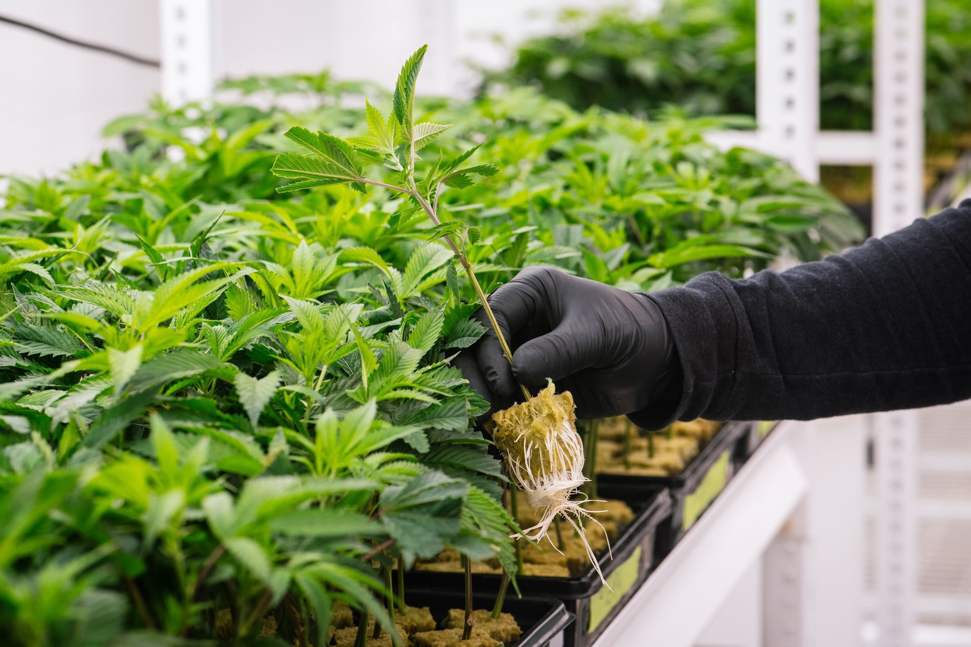 A person is holding a propagated cannabis plant in their hand.
