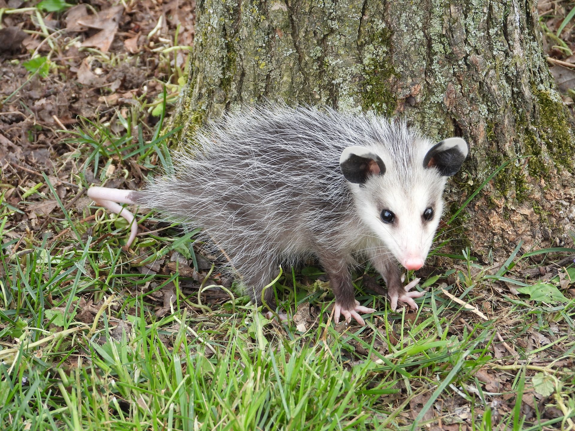 A small opossum is standing in the grass next to a tree.