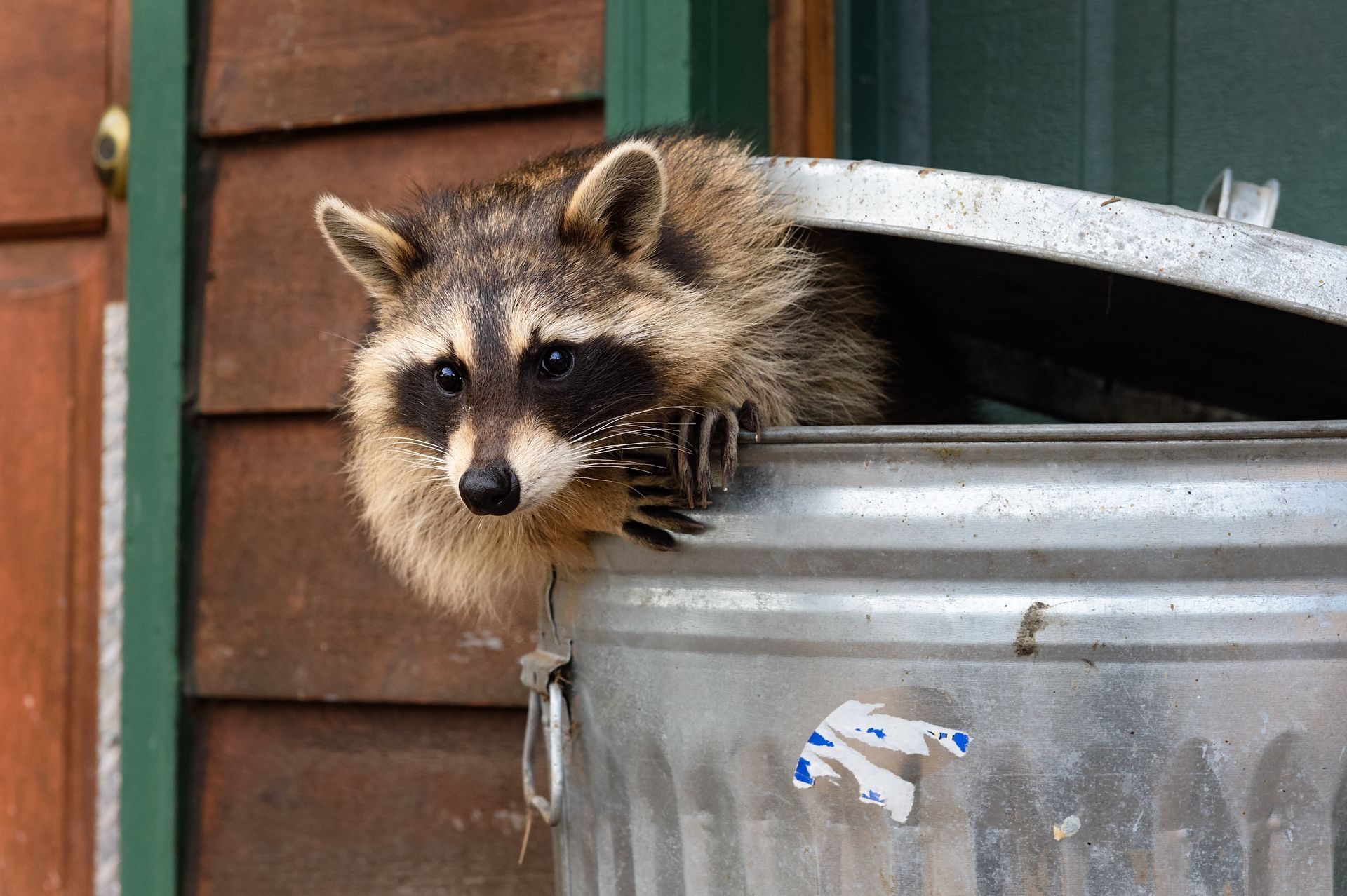 A raccoon is sticking its head out of a trash can.