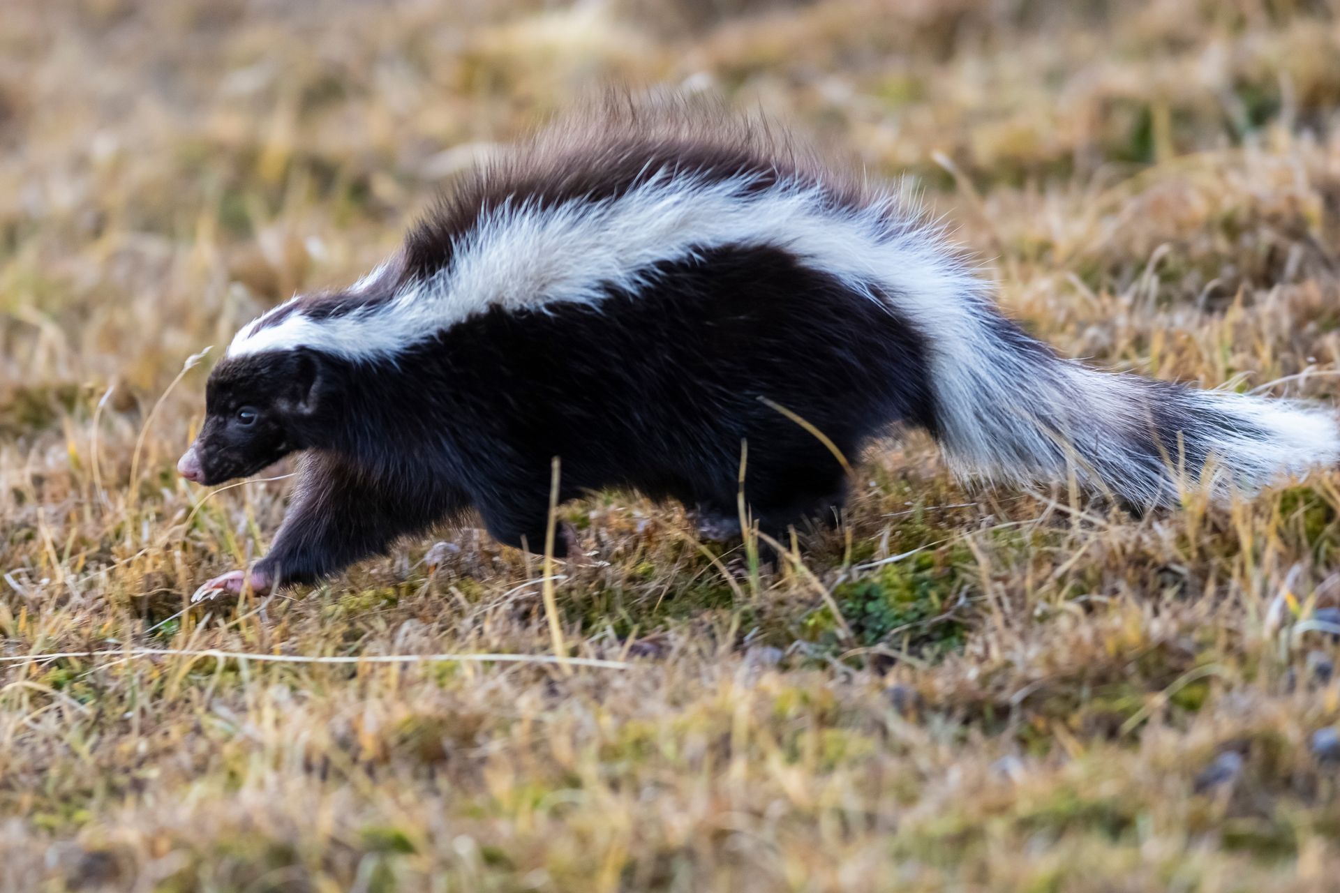 A black and white skunk is walking through a field of dry grass.