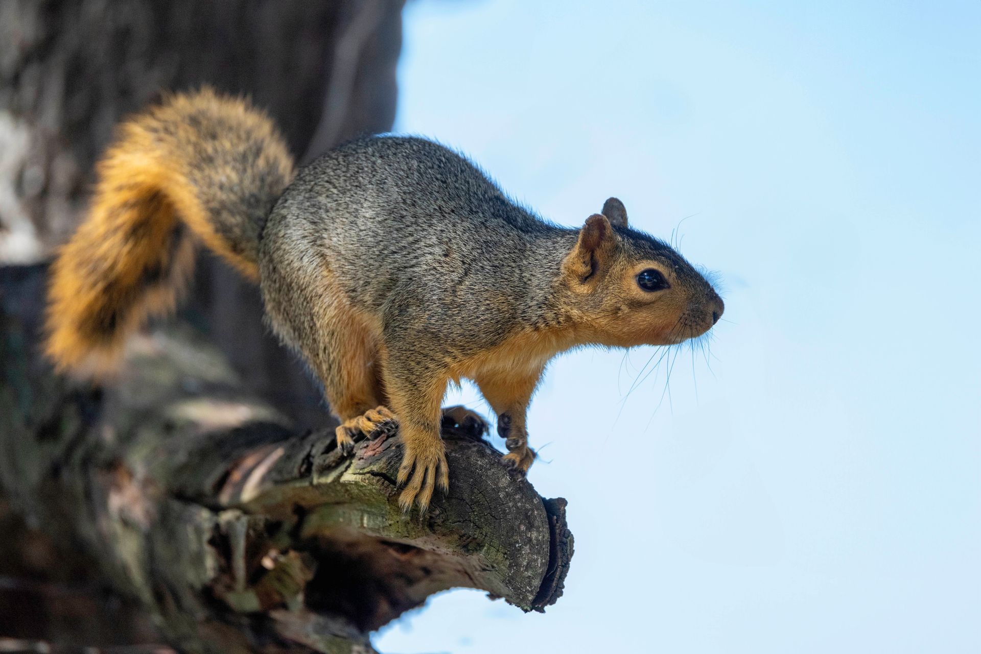 A squirrel is standing on a tree branch.