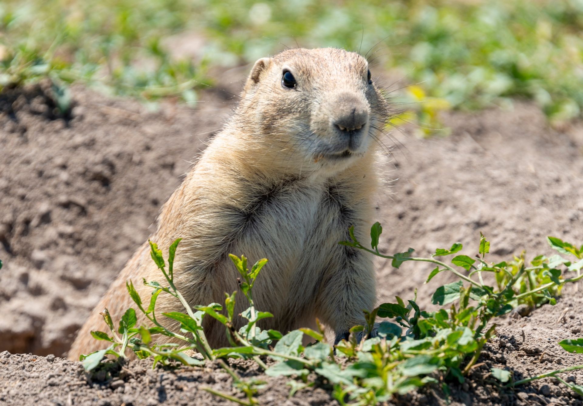 A prairie dog is standing in the dirt looking at the camera.