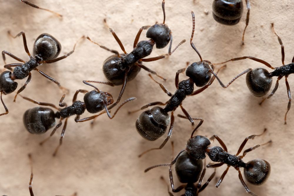 ant control in sammamish wa
