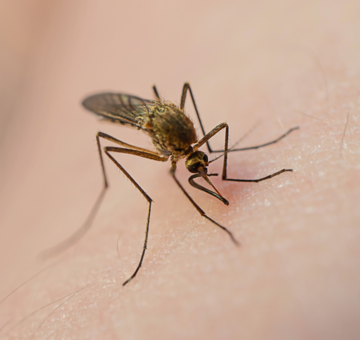 Mosquito control in sammamish wa