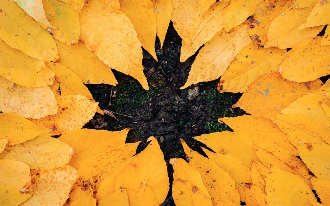Beginner Tips for Autumn Photography