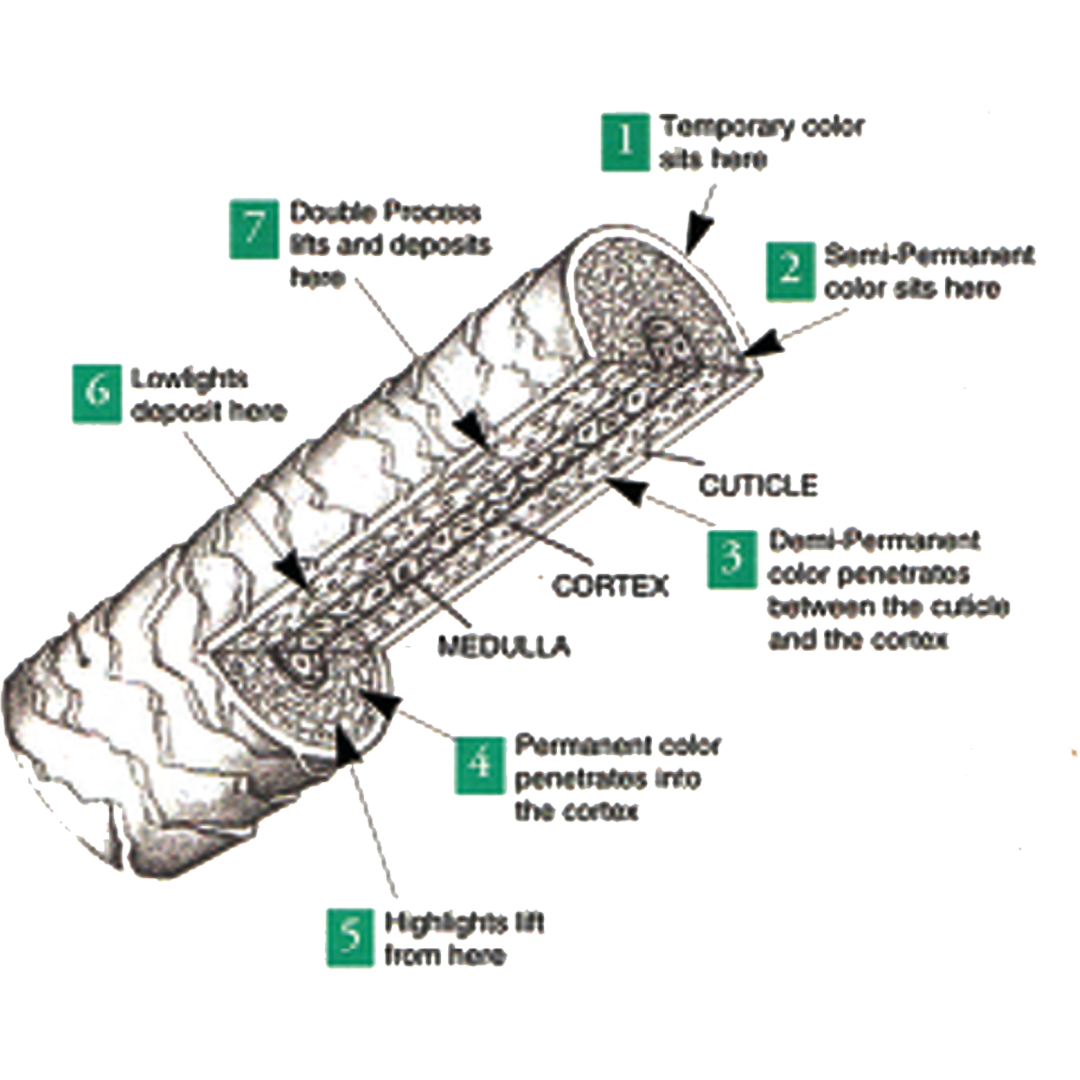 strand of hair