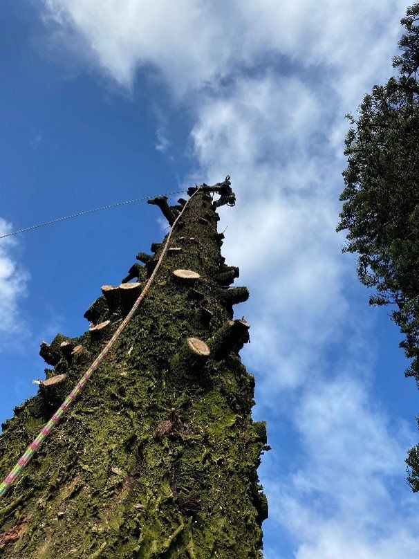 Carter's trimming trees