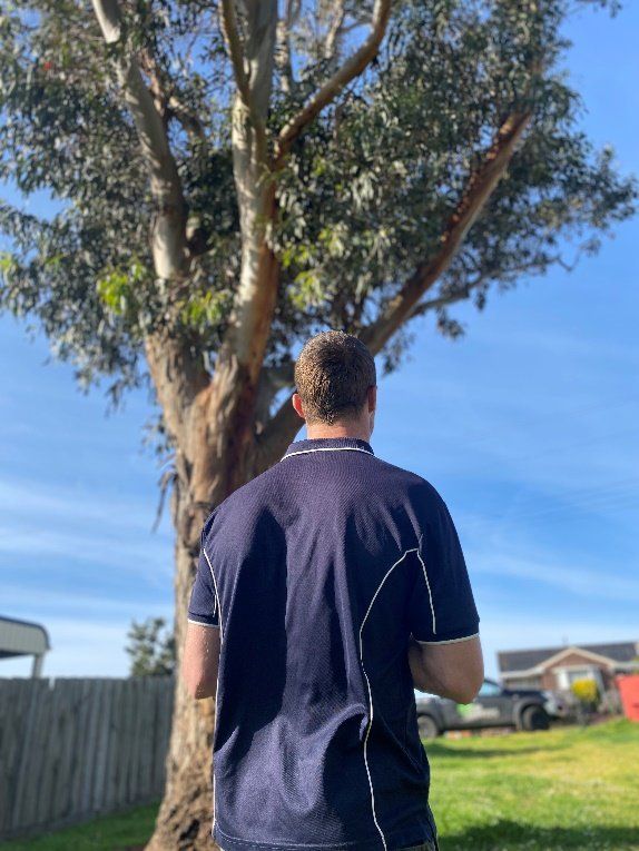 Arboricultural Reports & Consultancy