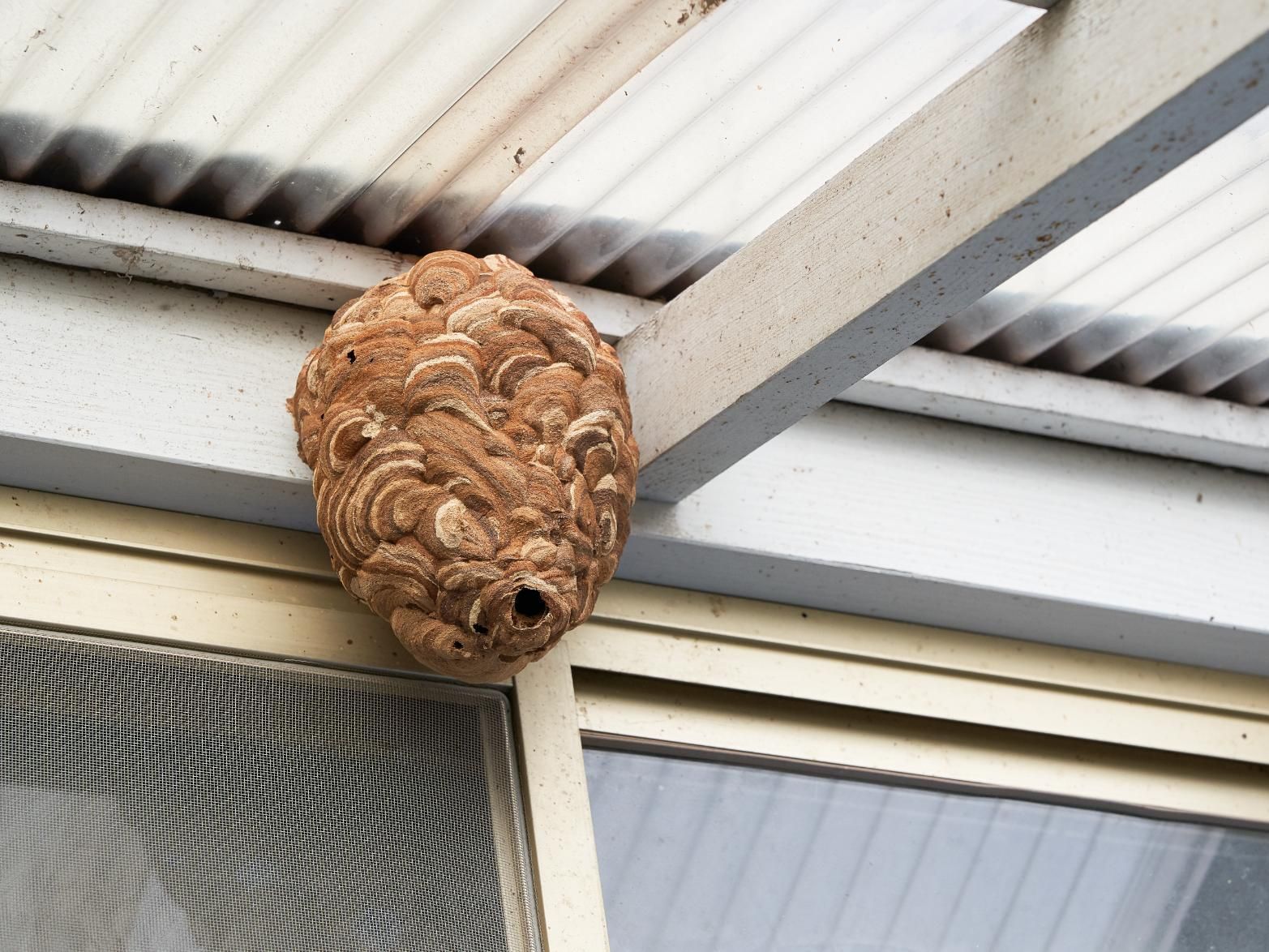 A large, brown wasp nest attached to a white awning and window frame.