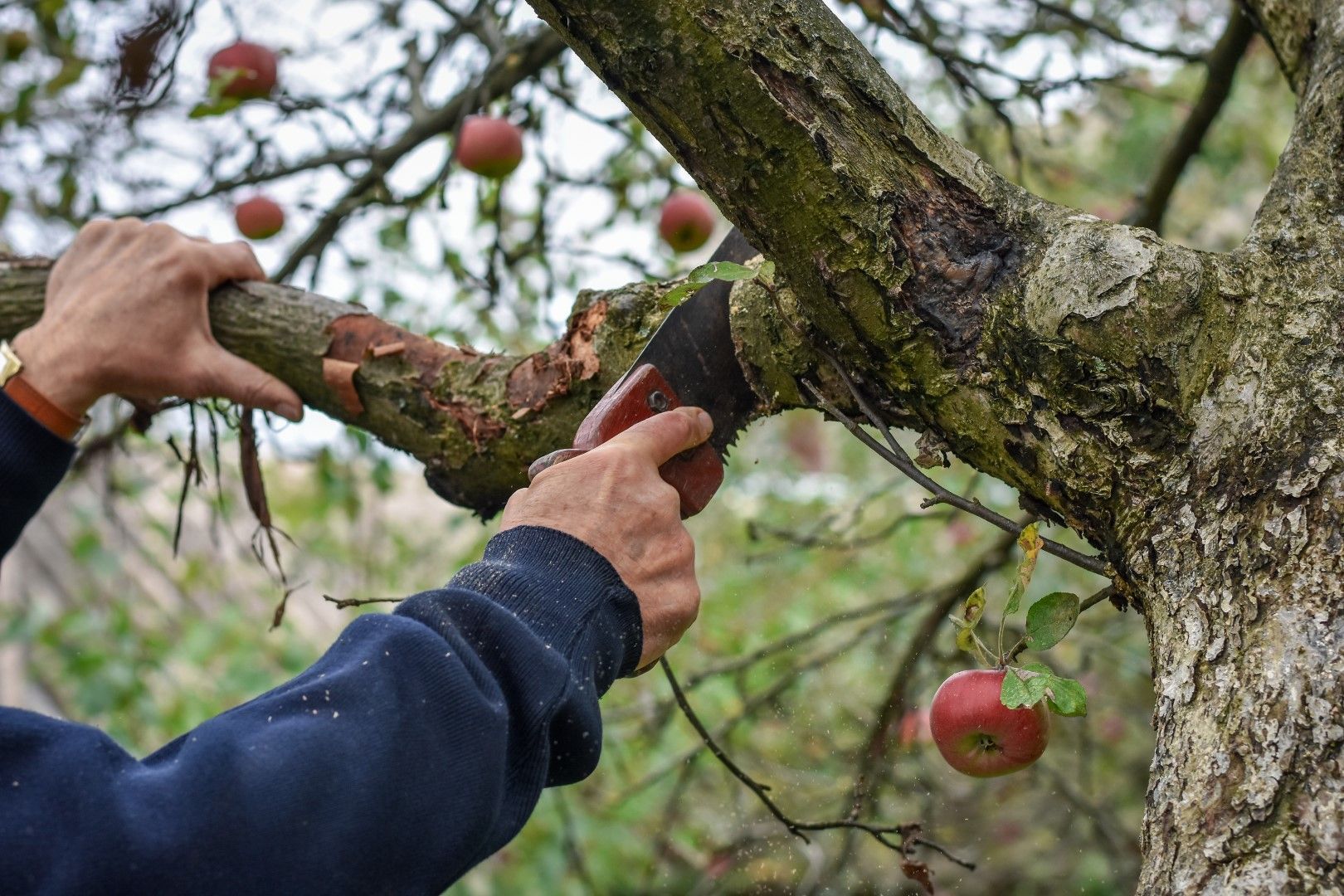 A person is cutting a tree branch with a machete.