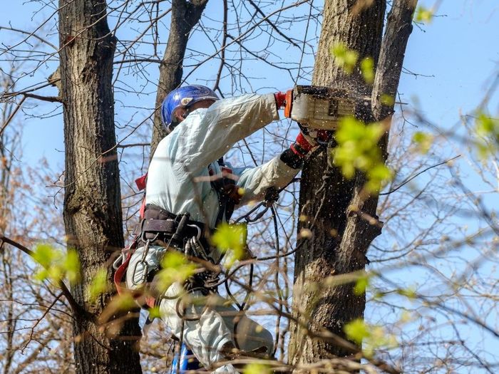 A man is cutting a tree with a chainsaw.