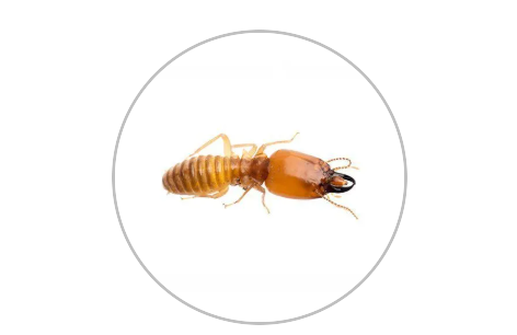 Residential Pest Control — Monterey County, CA — Monterey Bay Pest Control Inc.