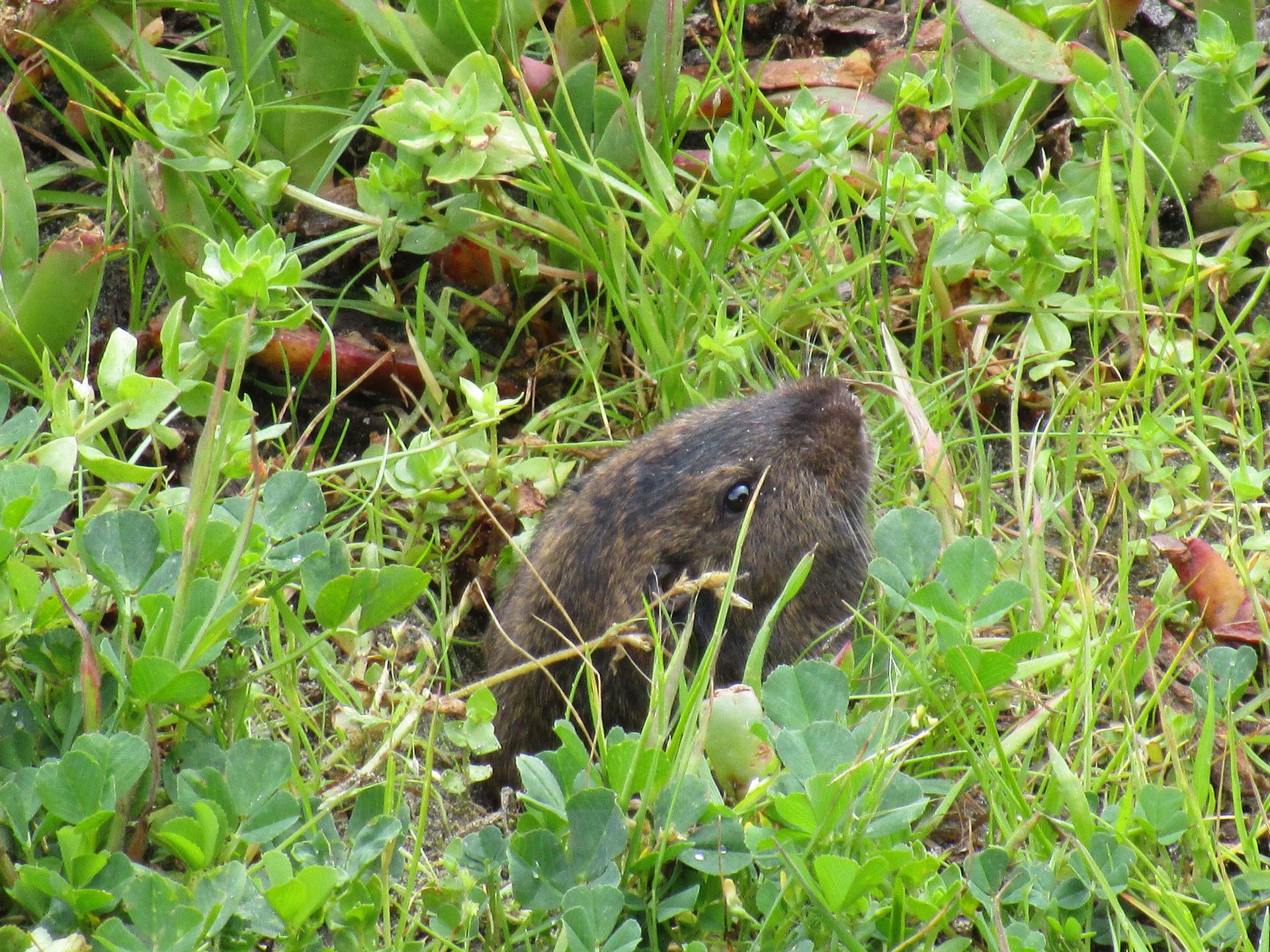 Gopher — Monterey County, CA — Monterey Bay Pest Control Inc.