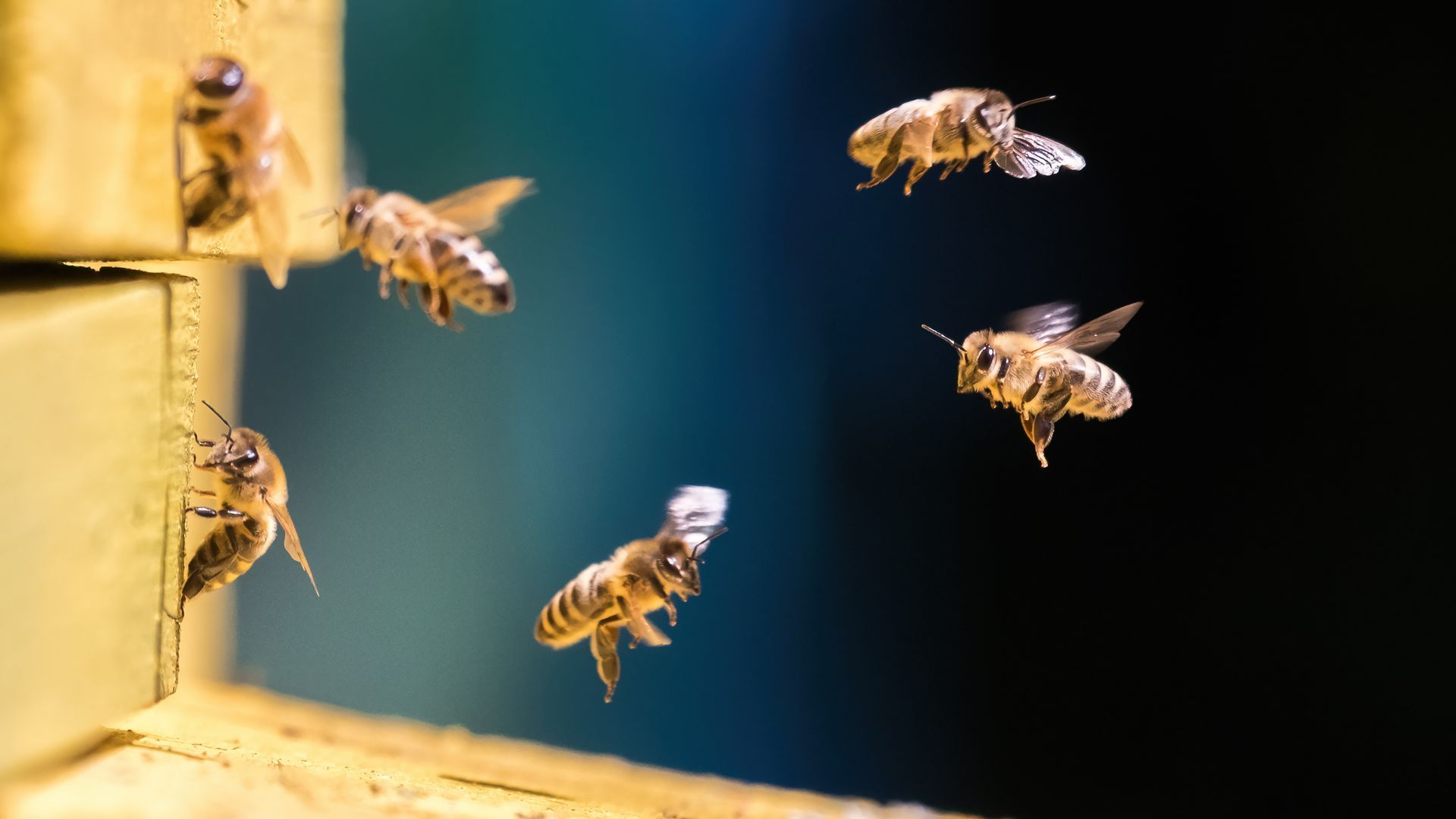 Flying Bees — Monterey County, CA — Monterey Bay Pest Control Inc.