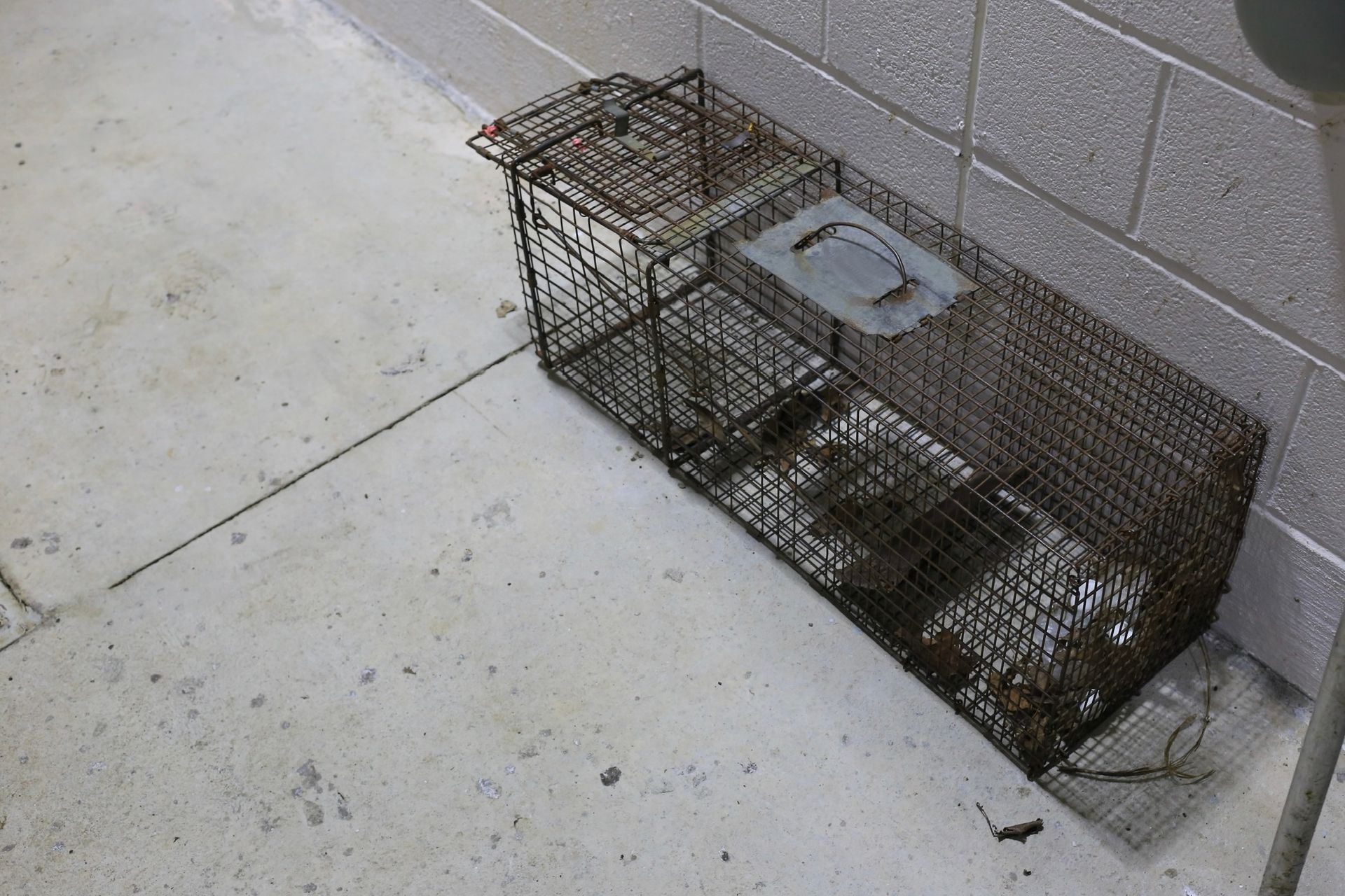 An exterminator cage for catching large rodents. An exterminator cage for catching large rodents.