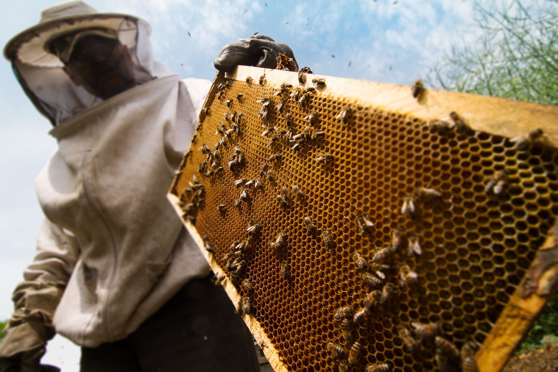 Removing Beehive — Monterey County, CA — Monterey Bay Pest Control Inc.