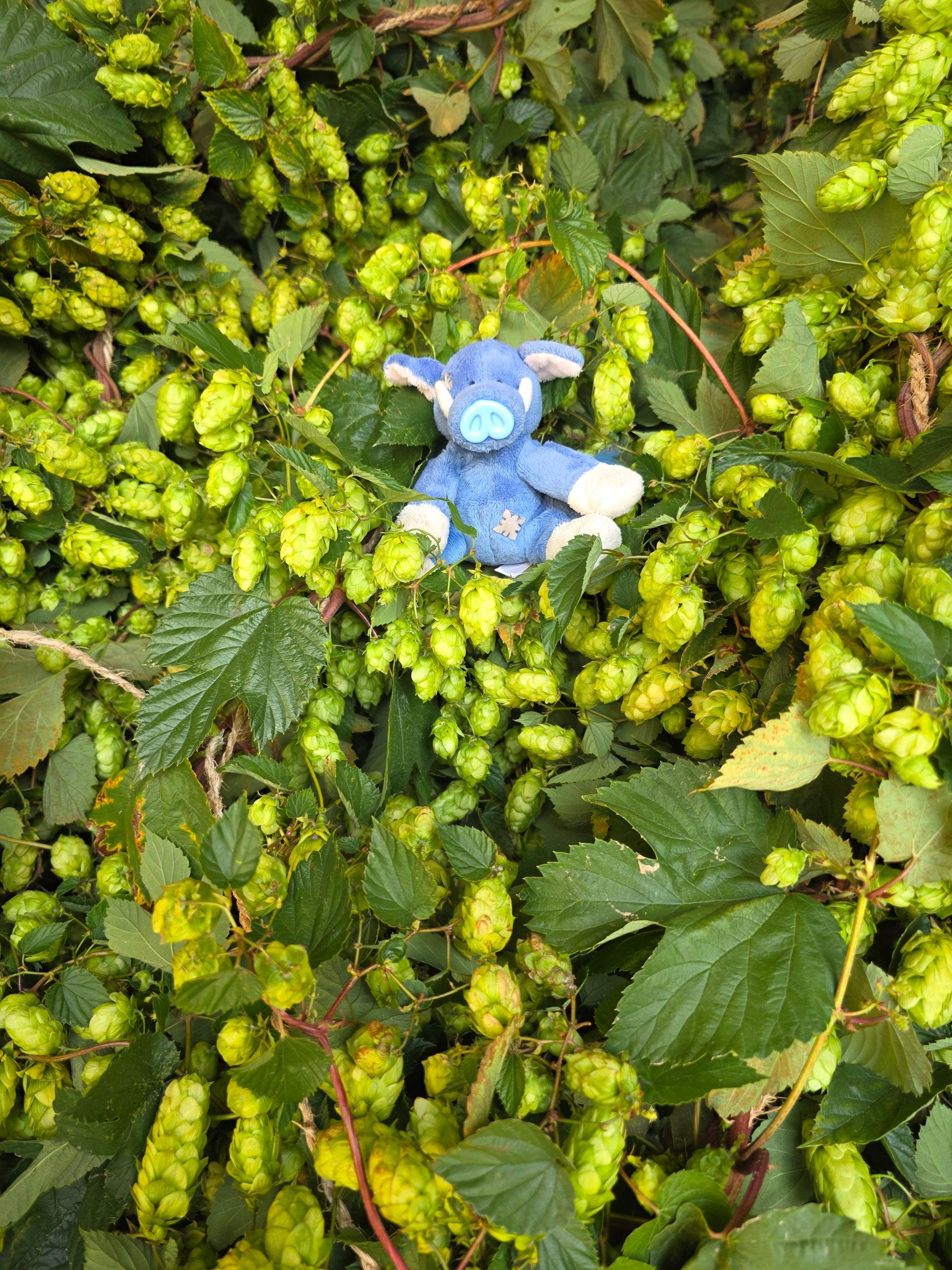 Blue stuffed animal in a dense field of green hops.