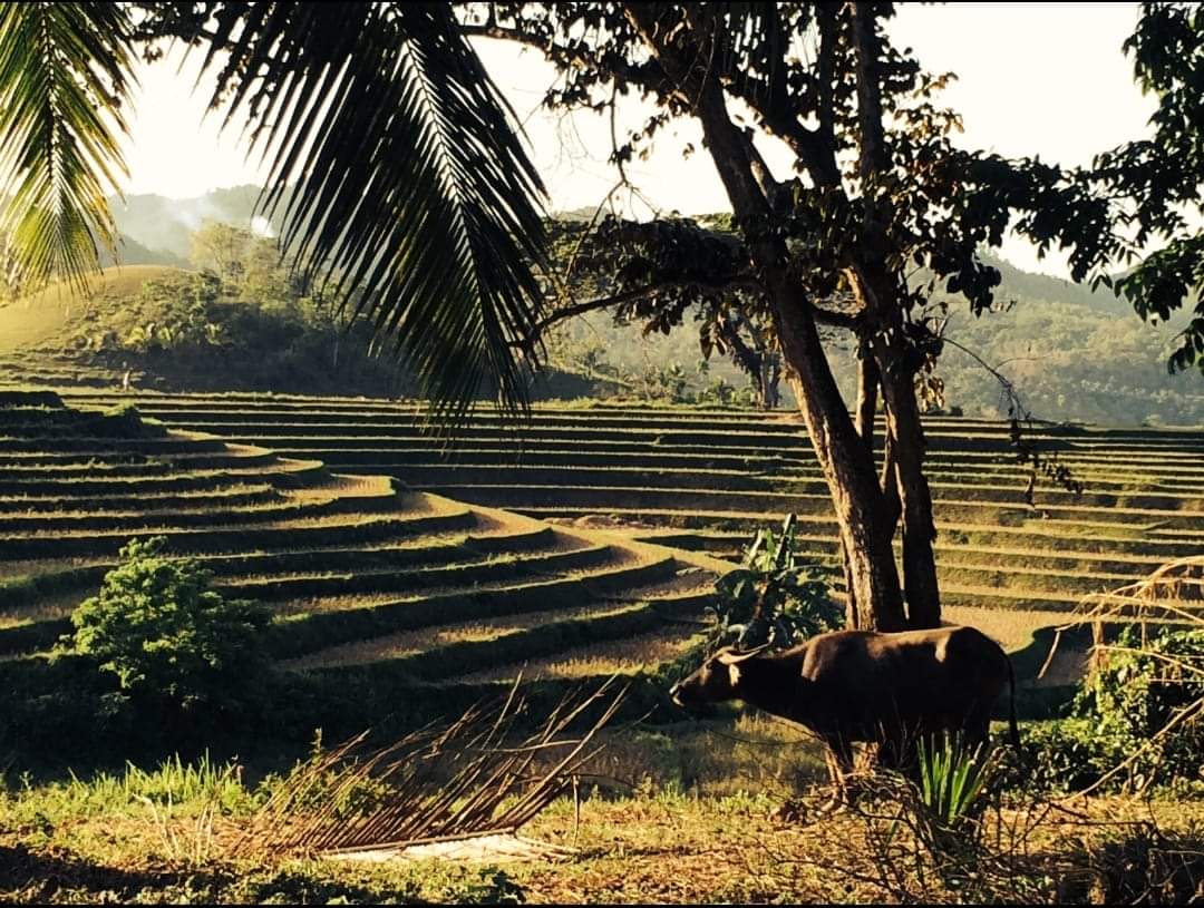 Terraced rice fields at sunrise with palm trees and a grazing water buffalo